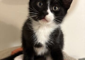 Domestic short haired male kitten