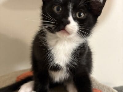 Domestic short haired male kitten