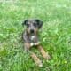 Catahoula Mix Puppy