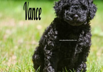 Vance Mini Labradoodle Male Multigenerational