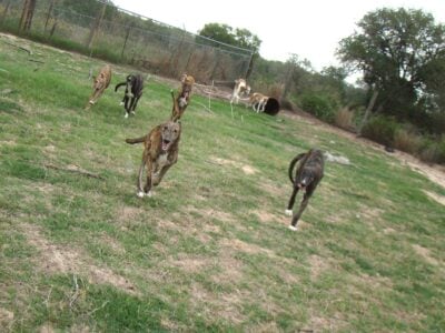 GREYHOUND YOUNGSTERS FOR ADOPTION