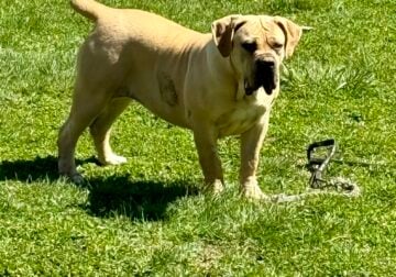 Boerboel needs A Good Home