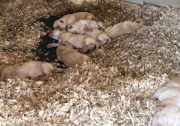 AKC Yellow Lab puppies for sale