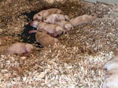 AKC Yellow Lab puppies for sale