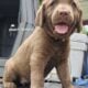 Chesapeake Bay Retriever puppies