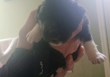 Australian Shepherd puppies