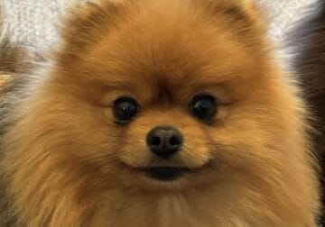 Pomeranian, retired Champion Show Dog