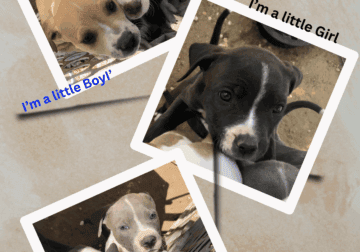 5 Purple Nose Puppies – Looking for Homes