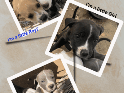 5 Purple Nose Puppies – Looking for Homes