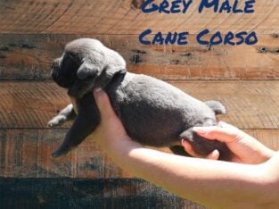 GREY/BLUE CANE CORSO MALE
