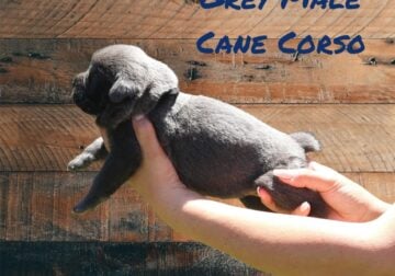 GREY/BLUE CANE CORSO MALE