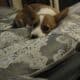 Adorable Pembroke Welsh Corgis