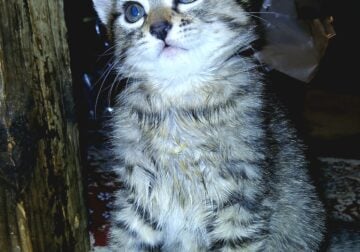 Adorable 10 week old Female Kitten