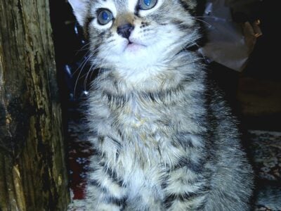 Adorable 10 week old Female Kitten