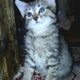 Adorable 10 week old Female Kitten