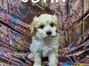 John Male Cavapoo Puppy