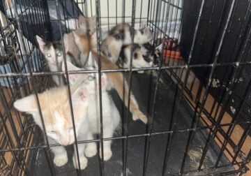 Kittens