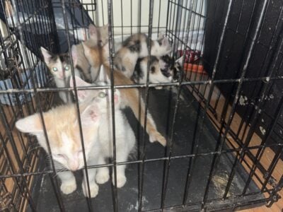 Kittens