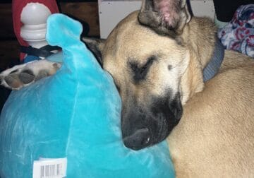 2yr old German Shepherd Blue Heeler Mix