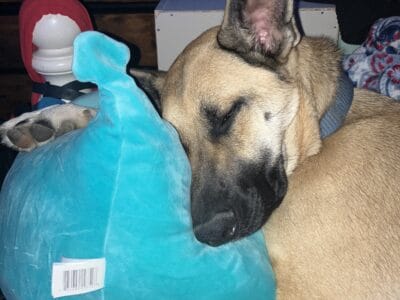2yr old German Shepherd Blue Heeler Mix