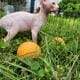 Canadian Sphynx odd eye