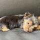 Yorkie puppies