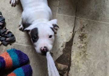 American Staffordshire Puppies