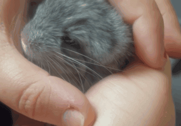Baby Boy Chinchilla