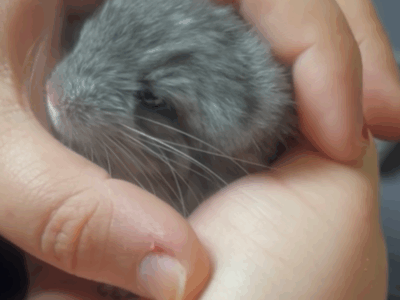 Baby Boy Chinchilla