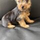 Yorkie puppies