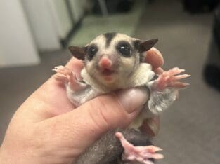Male sugar glider
