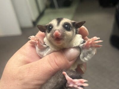 Male sugar glider