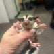 Male sugar glider