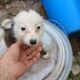 Border collie babies
