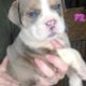 Olde English Bulldogge Puppies