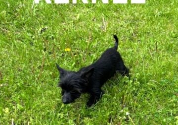 Kernel Neutered Male Yorkie Poo Puppy