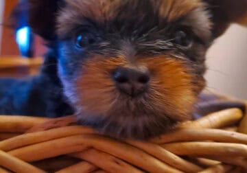 Yorkie puppies