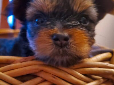 Yorkie puppies