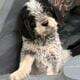 Griffondoodle puppies