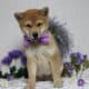 AKC Shiba Inu Larry