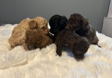 Mini labradoodle puppies