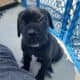 Nyx – Italian Mastiff