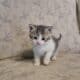 I have 3 kittens that need a great home.