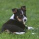 German Shepherd/Australian Shepherd Puppies