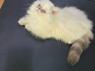 Purr box female CFA