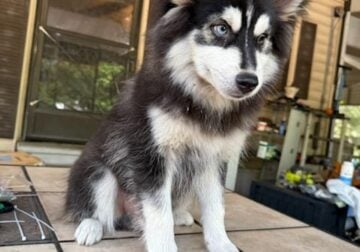 pomsky puppies