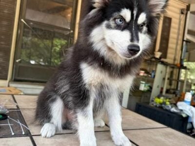 pomsky puppies