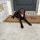 AKC Chocolate Lab Puppy – Trained, Potty Trained