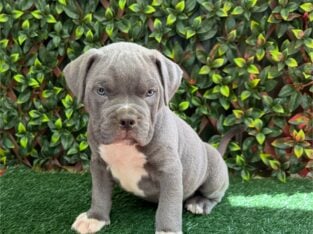 ABKC American Bully XL Puppies