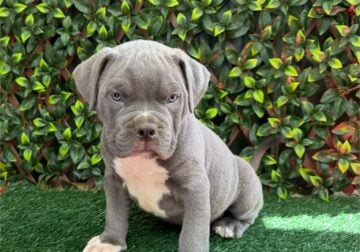 ABKC American Bully XL Puppies